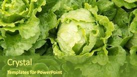  Presentation with lettuce - Cool new PPT theme with climet - lettuce plant in field backdrop and a tawny brown colored foreground