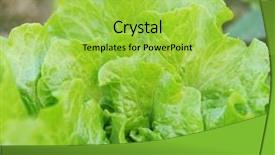  Presentation with plant apical meristem - Beautiful presentation design featuring climet - lettuce plant in field backdrop and a yellow colored foreground