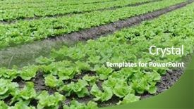  Presentation with lettuce - Presentation theme enhanced with climet - lettuce plant in field background and a seafoam green colored foreground