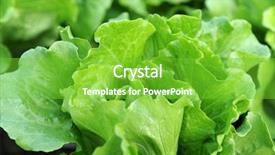  Presentation with lettuce - Cool new PPT layouts with climet - lettuce plant in field backdrop and a seafoam green colored foreground