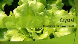  Presentation with salad - Beautiful slide set featuring climet - salad vegetable backdrop and a gold colored foreground