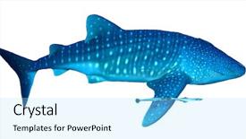  Presentation with whale - Audience pleasing slides consisting of clipart - whale shark isolated on white backdrop and a arctic colored foreground