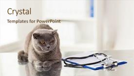  Presentation with clipboard stethoscope - Theme with checken - medicine pets animals and health background and a sky blue colored foreground