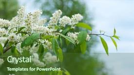  Presentation with fragrant - Presentation design having cliusters - bird cherry blossoms in delicate background and a tawny brown colored foreground