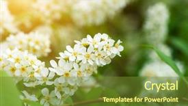  Presentation with fragrant - Audience pleasing presentation theme consisting of cliusters - bird cherry blossoms in delicate backdrop and a tawny brown colored foreground