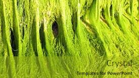  Presentation with green algae - Audience pleasing PPT theme consisting of cllose-up-of-green-marine backdrop and a gold colored foreground