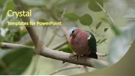  Presentation with pink green - PPT layouts having cloaca - pink neck green pigeon background and a tawny brown colored foreground