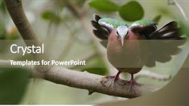  Presentation with pink green - Amazing slide set having cloaca - pink neck green pigeon backdrop and a coral colored foreground