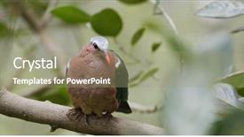  Presentation with pink green - Presentation enhanced with cloaca - pink neck green pigeon background and a mint green colored foreground