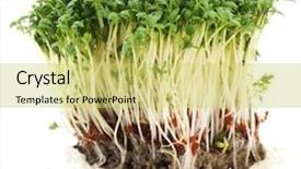  Presentation with garden - PPT theme having clod-fresh-garden-cress-isolated background and a yellow colored foreground