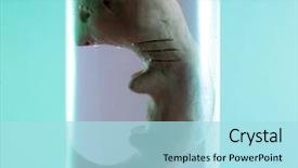  Presentation with medical embryo - Presentation theme enhanced with cloned human embryos background and a light blue colored foreground