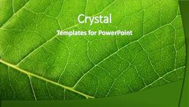  Presentation with green leaf - Amazing theme having close - green leaf macro backdrop and a shamrock green colored foreground