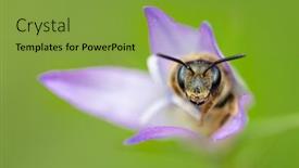  Presentation with bee - PPT theme featuring close-portrait-of-a-bee background and a gold colored foreground