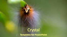  Presentation with caterpillar - Presentation enhanced with close portrait of hairy caterpillar background and a tawny brown colored foreground