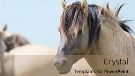  Presentation with horse - Amazing PPT theme having close-portrait-polish-konik-horse backdrop and a coral colored foreground
