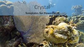  Presentation with coral reef - PPT layouts enhanced with close-shot-of-beautiful-coral background and a light blue colored foreground
