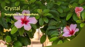  Presentation with hibiscus - Amazing slide deck having close-shot-of-beautiful-pink backdrop and a tawny brown colored foreground