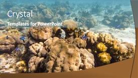  Presentation with fishes - Presentation theme consisting of close-shot-of-beautiful-tropical background and a teal colored foreground