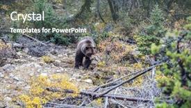  Presentation with brown bear - Slides having close-toed brown bear walks along the autumn forest in search of food jasper national park canada background and a gray colored foreground