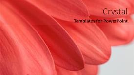  Presentation with gerbera daisy - Slide set consisting of close-up-abstract-picture background and a red colored foreground