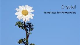 Presentation with blue flower - Slide deck having close-up against blue sky background and a  colored foreground