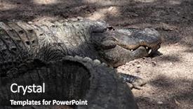  Presentation with florida - Theme featuring close up alligators by riverside background and a  colored foreground