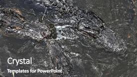  Presentation with florida - Cool new PPT theme with close up alligators by riverside backdrop and a  colored foreground