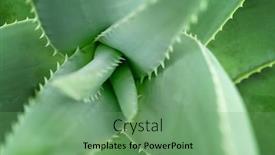  Presentation with aloe vera - Cool new slide deck with close-up-aloe-vera-plant backdrop and a seafoam green colored foreground