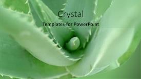  Presentation with aloe vera - PPT theme enhanced with close-up-aloe-vera-plant background and a seafoam green colored foreground