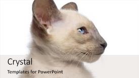  Presentation with hello kitty cute little kitten - Presentation having close-up an oriental shorthair kitten 9 weeks old looking away against white background background and a mint green colored foreground