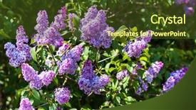  Presentation with flower beautiful lilac border - PPT theme with close-up beautiful lilac flowers background and a tawny brown colored foreground