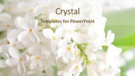  Presentation with white flowers - Amazing slides having close-up beautiful lilac flowers backdrop and a cream colored foreground