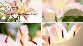  Presentation with lily flower - PPT theme featuring close up beautiful lily flower in garden background and a lemonade colored foreground