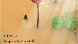  Presentation with garden pond - Presentation theme with close-up-beautiful-red-lotus background and a yellow colored foreground