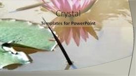  Presentation with lotus water - Colorful presentation enhanced with close-up-beautiful-red-lotus backdrop and a soft green colored foreground