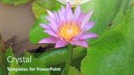  Presentation with garden pond - Presentation with close-up-beautiful-red background and a forest green colored foreground