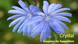  Presentation with blue flower - Theme with close up blue chicory flower cichorium intybus background and a tawny brown colored foreground