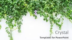  Presentation with green morning - Theme enhanced with close-up-blue-morning-glory background and a white colored foreground