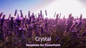  Presentation with lavender flowers - Presentation design having close up bushes of lavender background and a  colored foreground