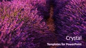  Presentation with lavender flowers border - Cool new presentation design with close up bushes of lavender backdrop and a  colored foreground