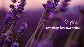  Presentation with floral border lavender flowers - Colorful presentation theme enhanced with close up bushes of lavender backdrop and a  colored foreground