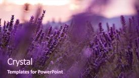  Presentation with lavender flowers - Presentation design featuring close up bushes of lavender background and a  colored foreground