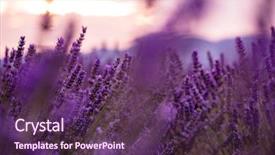  Presentation with purple flowers and oils - Cool new PPT theme with close up bushes of lavender backdrop and a  colored foreground