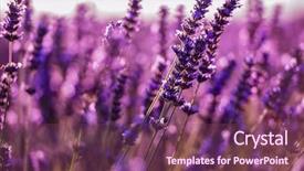  Presentation with lavender flowers - Slide set enhanced with close up bushes of lavender background and a violet colored foreground