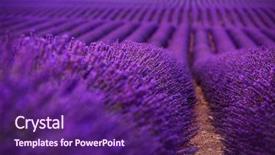  Presentation with lavender flowers - Audience pleasing presentation design consisting of close up bushes of lavender backdrop and a  colored foreground