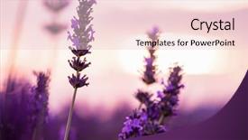  Presentation with lavender flowers - Audience pleasing presentation design consisting of close up bushes of lavender backdrop and a lemonade colored foreground