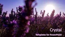  Presentation with lavender flowers - Presentation featuring close up bushes of lavender background and a  colored foreground