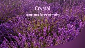  Presentation with lavender flowers - Presentation theme enhanced with close up bushes of lavender background and a  colored foreground