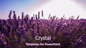  Presentation with lavender flowers - Amazing presentation having close up bushes of lavender backdrop and a  colored foreground