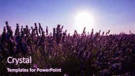  Presentation with purple lotus flowers blooming - Beautiful presentation theme featuring close up bushes of lavender backdrop and a  colored foreground